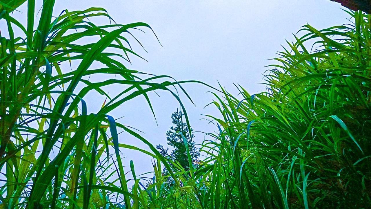 Cici Homestay Dong Van المظهر الخارجي الصورة